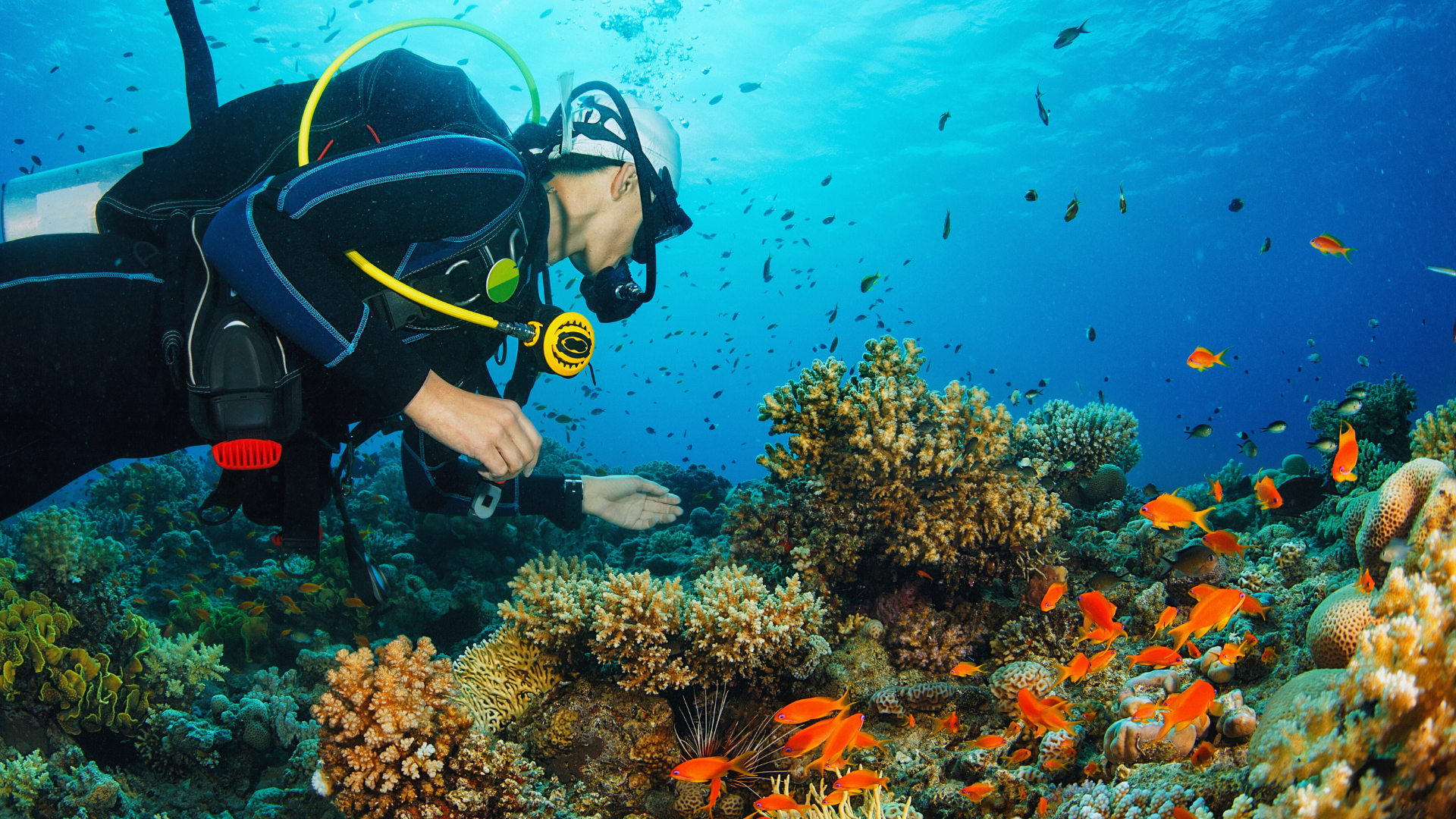 Scuba diver exploring coral reefs surrounded by orange tropical fish in one of the Top Caribbean Dive Destinations.